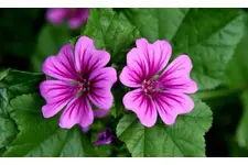 Ebegümeci Zararları Nelerdir?