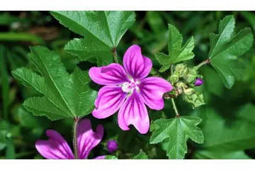 Ebegümeci Çiçeği Kullanımı ve Faydaları Nelerdir?