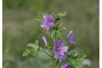 Yabani Ebegümeci Türleri ve Özellikleri