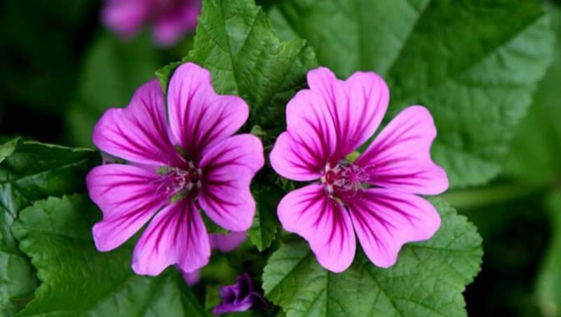 Ebegümeci Faydaları Nelerdir?