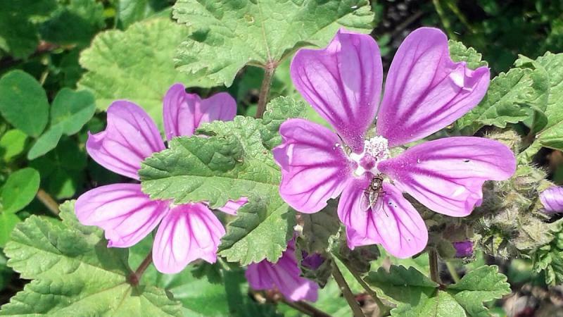 Ebegümeci Tohumu Kullanımı ve Faydaları Nelerdir?